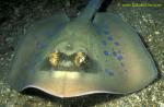 071904 Blue-spotted Stingray 01