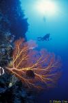 Diver & Sea Fan at Bunaken 02