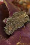 Glossodoris (Dorisprismatica) stellata 03tc 0004 md