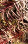 071904 Elegant Crinoid Elblow Crab, Harrovia elegans 01