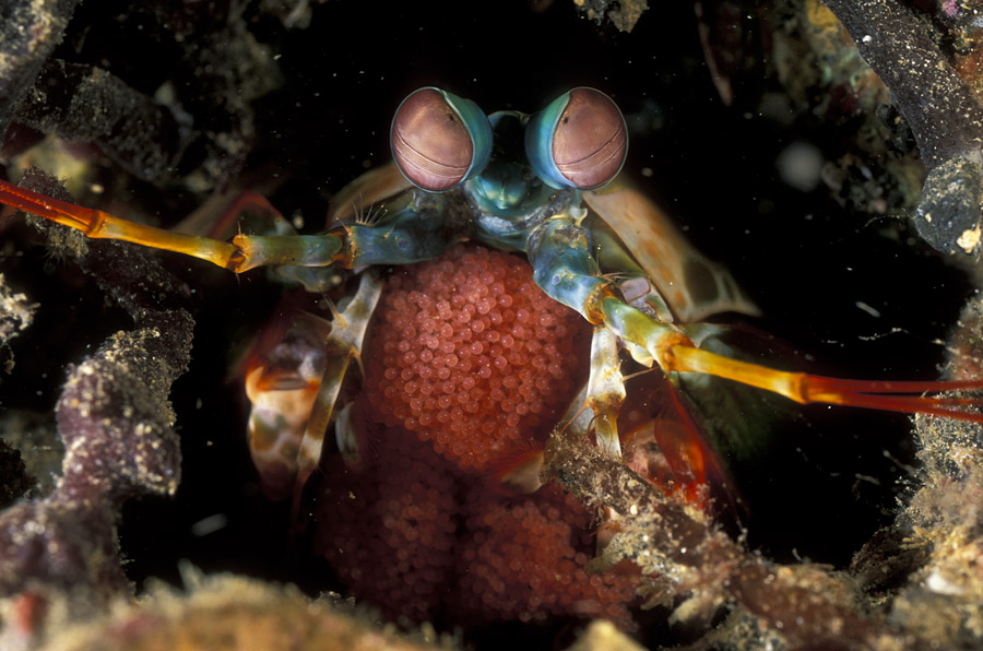 Mantis Shrimp holds eggs 01