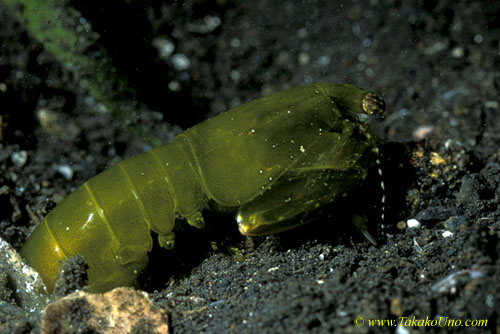 071904 Mantis Shrimp, Conodactylaceus mutatus, getting food (crab)