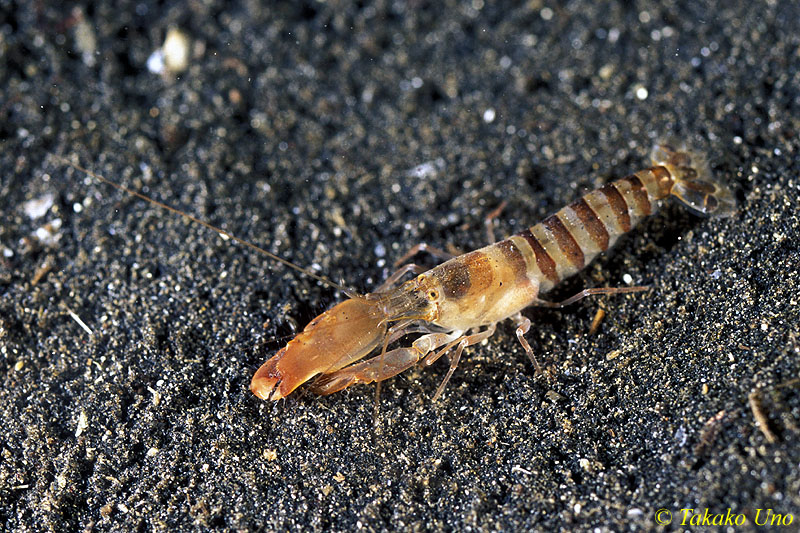 Snappy Shrimp 02, Alpheus aff lobidens