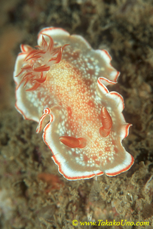 Glossodoris sp. 01 25mm Bm