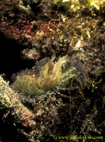 071904 Saron Shrimp 01, unidentified