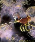 071904 Yellow-stocking Shrimp 01