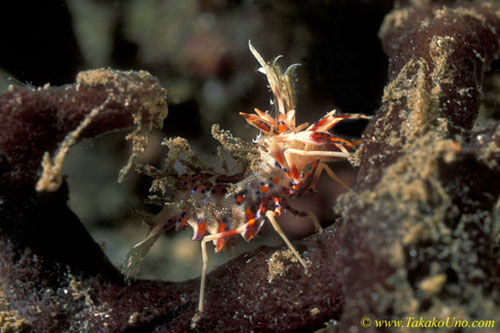 Tiger Shrimp, トゲツノメエビ　　Phyllognathia ceratophthalma