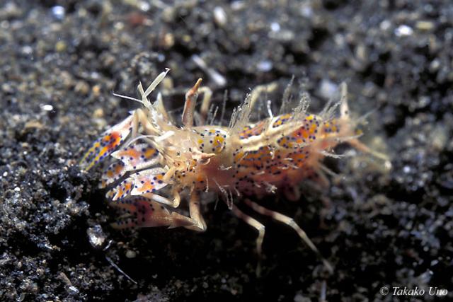 Tiger Shrimp, トゲツノメエビ Phyllognathia ceratophthalma 01a