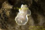 Glossodoris pallida 11tc 017 ls