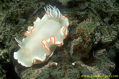 Ardeadoris egretta 01 25mm on CrocFish