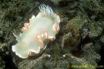 Ardeadoris egretta 01 25mm on CrocFish