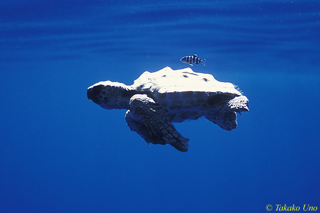 Loggerhead Turtle (18cm baby) & Pilot Fish 01