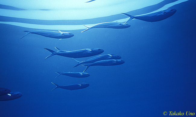 Mahi Mahi 04 juveniles