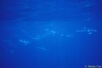 Common Dolphins 01