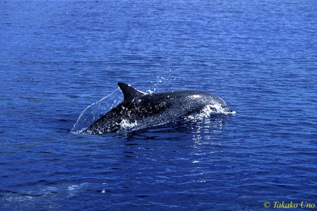 Atlantic Spotted Dolphins 06 adult spotted body, porpoising