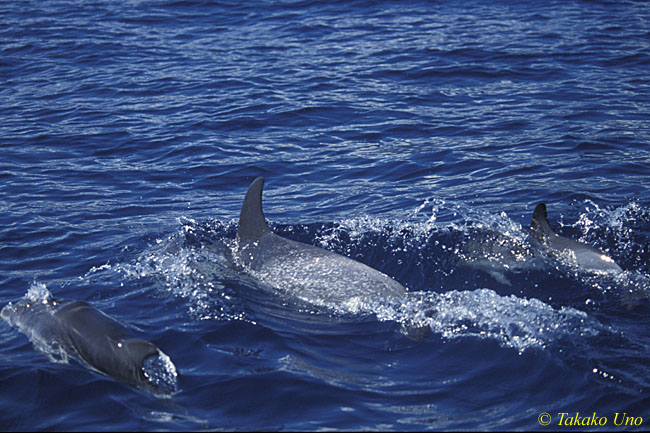 Atlantic Spotted Dolphins 02 porpoising