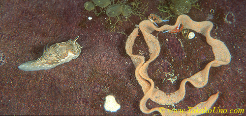 Glossodoris sp 25mm & Favorinus tsuruganus 7mm