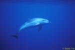 Bottlenosed Dolphins 07