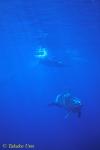 Bottlenosed Dolphins 02