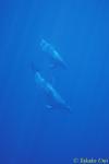 Bottlenosed Dolphins 03