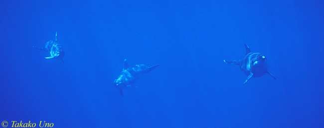 Atlantic Spotted Dolphins 01