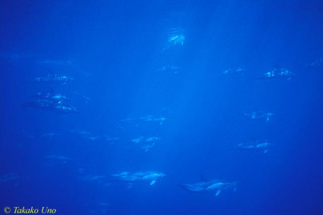 Common Dolphins 02