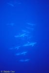 Common Dolphins 04