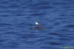 Common Terns 02 standing on Loggerhead Turtle