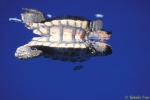 Loggerhead Turtle (18cm baby) & Pilot Fish 02