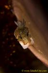 Glossodoris sp 31tc 0081 kd