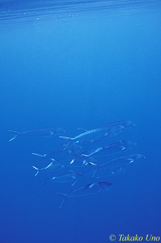 Mahi Mahi 01 juveniles