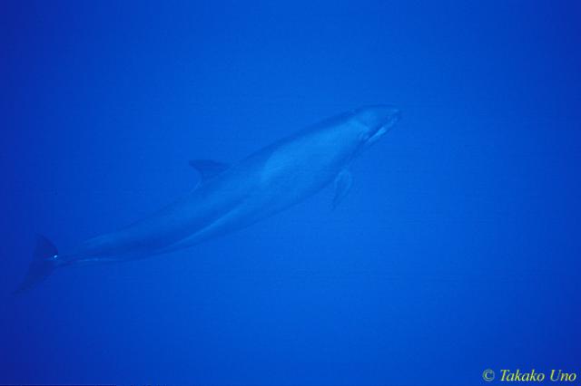 Pseudorca or 'False Killer Whale' 01 film scratched