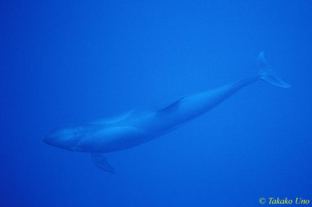 Pseudorca or 'False Killer Whale' 02