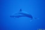 Pseudorca or 'False Killer Whale' 03