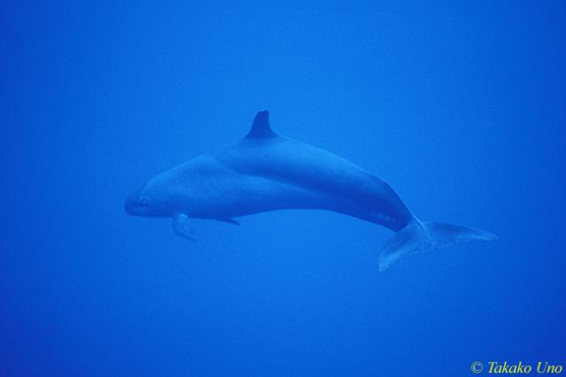 Pseudorca or 'False Killer Whale' 03