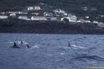 Risso's Dolphins 06 ts near shore