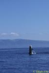 Risso's Dolphins 07 breaching