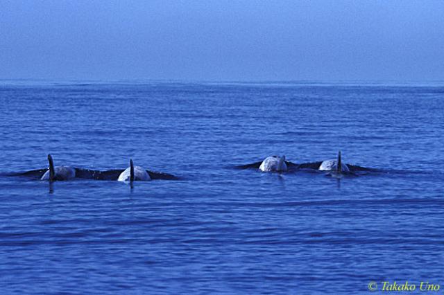 Risso's Dolphins 08