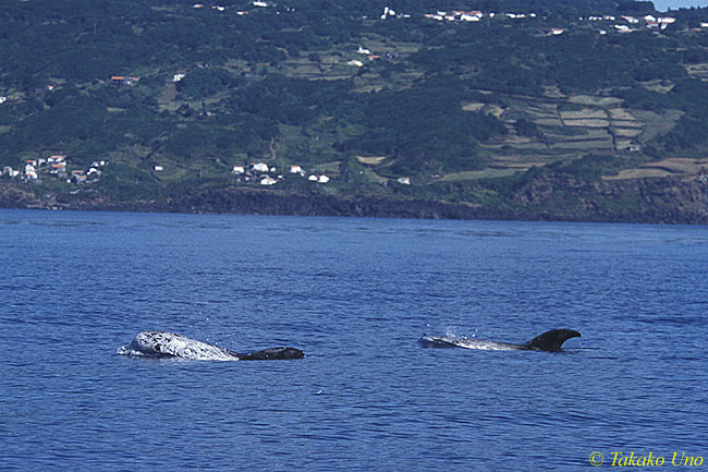 Risso's Dolphins 10 adults