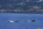 Risso's Dolphins 10 adults