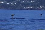 Risso's Dolphins 11 subadult fluke slapping