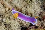 Gymnodoris rubropapulosa (small nudi, top left) eating Hypselodoris apolegma 01 0020 mb