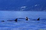 Risso's Dolphins 12 head lurching, sub-adult