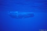 Sperm Whale 01