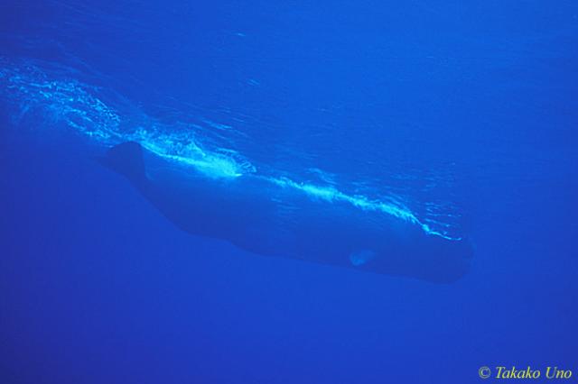 Sperm Whale 02