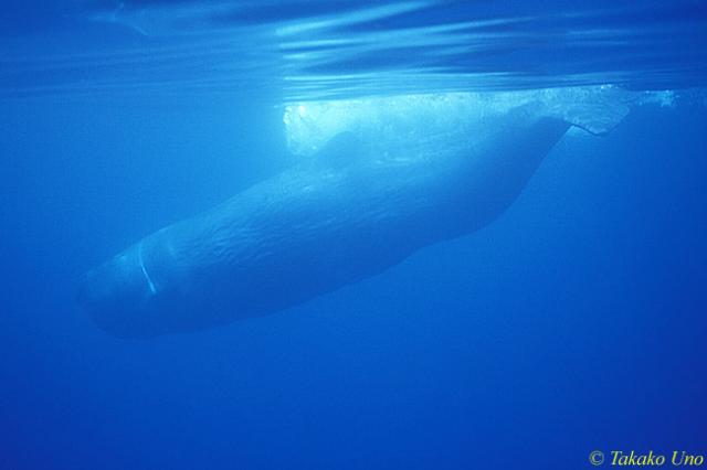 Sperm Whale 03