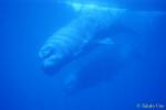 Sperm Whale 04