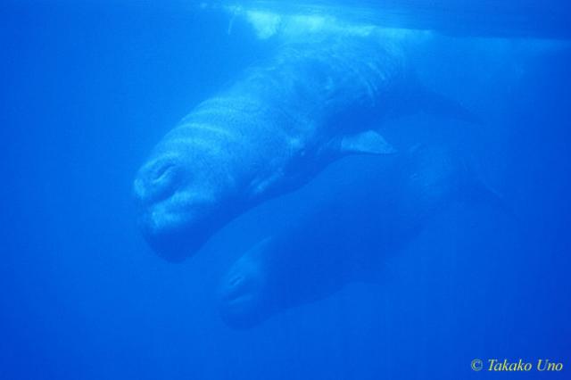 Sperm Whale 04