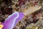 Gymnodoris rubropapulosa eating Hypselodoris 02tc 0024