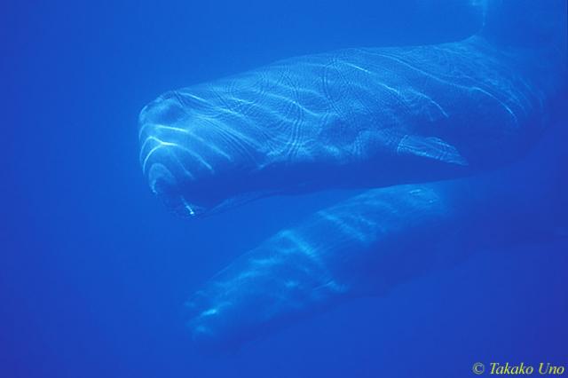 Sperm Whale 05